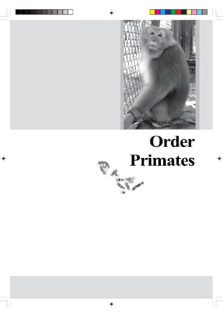 Order
Primates
 