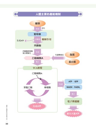 人體主要的產能機制


                                       醣類

                                       形成     消化


                                      葡萄糖

                    生成ATP
                                       分解成    糖解作用

                                      丙酮酸

                             丙酮酸脫氫酶
                                       形成
                             複合體催化
                                                     代謝轉換成     脂質
                                  乙醯輔酶A
                                       進入                     蛋白質

                                      TCA循環

                                  乙醯輔酶A


                                                              ATP、 GTP
                                                       生成
                             草醯乙酸              檸檬酸           NADH、FADH2


                                                                進入



                                                             電子傳遞鏈
      圖
      解
      身
                                      生成ATP
      體
      教
      我
      的
      營                                                      產生大量ATP
      養
      法
      則



     50




024-051-圖解營養全書-ch2.indd 50                                                2012/6/21 上午9:54
 