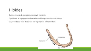 Anatomia y fisiología de faringe y laringe