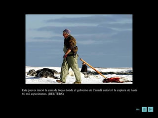 Este jueves inició la caza de focas donde el gobierno de Canadá autorizó la captura de hasta 60 mil especímenes. (REUTERS) FIN 