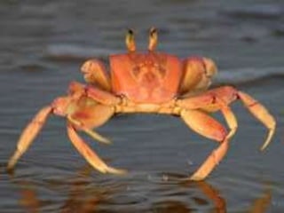 carcinoma of breast. This is not a specific
histologic type of breast cancer, but rather
it implies dermal lymphatic invasion by
some type of underlying breast carcinoma.
Such involvement of dermal lymphatics
gives the grossly thickened, erythematous,
and rough skin surface with the
appearance of an orange peel ("peau
d'orange").
BACK
 