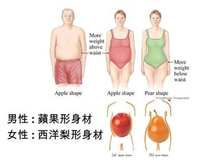 男性 : 蘋果形身材 女性 : 西洋梨形身材 