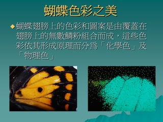 蝴蝶色彩之美
蝴蝶翅膀上的色彩和圖案是由覆蓋在
翅膀上的無數鱗粉組合而成，這些色
彩依其形成原理而分為「化學色」及
「物理色」
 