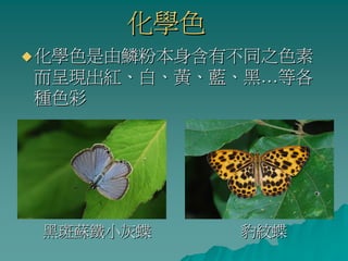 化學色
化學色是由鱗粉本身含有不同之色素
而呈現出紅、白、黃、藍、黑…等各
種色彩




黑斑蘇鐵小灰蝶    豹紋蝶
 