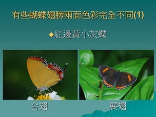 有些蝴蝶翅膀兩面色彩完全不同(1)

       紅邊黃小灰蝶




  合翅            展翅
 