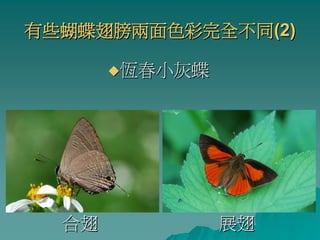 有些蝴蝶翅膀兩面色彩完全不同(2)

       恆春小灰蝶




  合翅           展翅
 