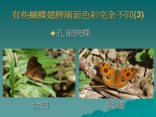 有些蝴蝶翅膀兩面色彩完全不同(3)

       孔雀蛺蝶




  合翅          展翅
 