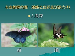 有些蝴蝶的雌、雄蝶之色彩差別很大(1)

       大鳳蝶




   雄          雌
 