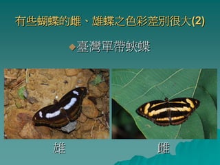 有些蝴蝶的雌、雄蝶之色彩差別很大(2)

       臺灣單帶蛺蝶




   雄            雌
 