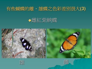 有些蝴蝶的雌、雄蝶之色彩差別很大(3)

       雌紅紫蛺蝶




   雄           雌
 