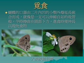覓食
蝴蝶的口器由二片內凹的小顎外瓣延長嵌
合而成，就像是一支可以伸縮自如的吸管
般，平時捲曲在頭部下方，進食時便伸長
以吸吮食物




      大波紋蛇目蝶
 