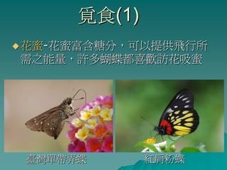 覓食(1)
花蜜-花蜜富含糖分，可以提供飛行所
需之能量，許多蝴蝶都喜歡訪花吸蜜




臺灣單帶弄蝶       紅肩粉蝶
 