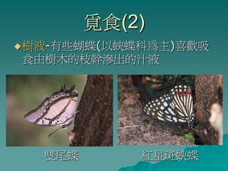 覓食(2)
樹液-有些蝴蝶(以蛺蝶科為主)喜歡吸
食由樹木的枝幹滲出的汁液




  雙尾蝶       紅星斑蛺蝶
 