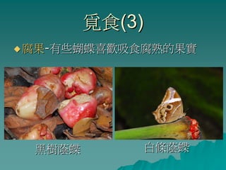 覓食(3)
腐果-有些蝴蝶喜歡吸食腐熟的果實




 黑樹蔭蝶       白條蔭蝶
 