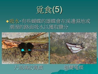 覓食(5)
吸水-有些蝴蝶的雄蝶會在溪邊濕地或
潮溼的路面吸水以獲取鹽分




大琉璃紋鳳蝶       姬雙尾蝶
 