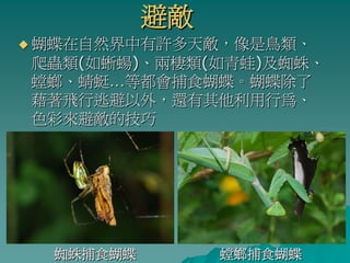 避敵
蝴蝶在自然界中有許多天敵，像是鳥類、
爬蟲類(如蜥蝪)、兩棲類(如青蛙)及蜘蛛、
螳螂、蜻蜓…等都會捕食蝴蝶。蝴蝶除了
藉著飛行逃避以外，還有其他利用行為、
色彩來避敵的技巧




 蜘蛛捕食蝴蝶        螳螂捕食蝴蝶
 