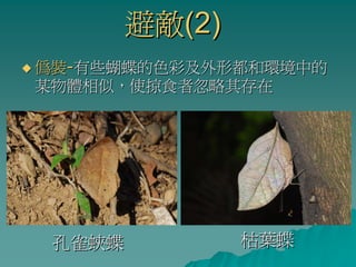 避敵(2)
偽裝-有些蝴蝶的色彩及外形都和環境中的
某物體相似，使掠食者忽略其存在




 孔雀蛺蝶           枯葉蝶
 