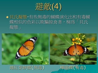 避敵(4)
貝氏擬態-有些無毒的蝴蝶演化出和有毒蝴
蝶相似的色彩以欺騙掠食者，稱為「貝氏
擬態」




雌紅紫蛺蝶(無毒)   樺斑蝶(有毒)
 