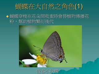 蝴蝶在大自然之角色(1)
蝴蝶穿梭在花朵間吸蜜時會替植物傳播花
粉，幫助植物繁衍後代




      恆春小灰蝶
 