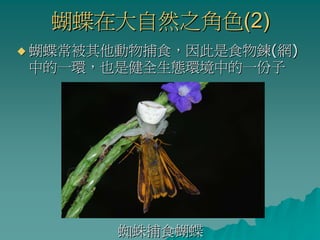 蝴蝶在大自然之角色(2)
蝴蝶常被其他動物捕食，因此是食物鍊(網)
中的一環，也是健全生態環境中的一份子




      蜘蛛捕食蝴蝶
 