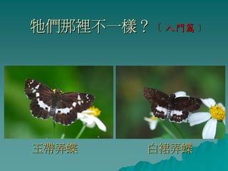 牠們那裡不一樣？﹝入門篇﹞




玉帶弄蝶    白裙弄蝶
 