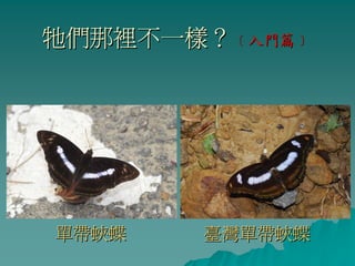 牠們那裡不一樣？﹝入門篇﹞




單帶蛺蝶   臺灣單帶蛺蝶
 