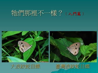 牠們那裡不一樣？﹝入門篇﹞




大波紋蛇目蝶   臺灣波紋蛇目蝶
 