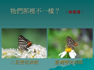 牠們那裡不一樣？   ﹝挑戰篇﹞




三星雙尾燕蝶   臺灣雙尾燕蝶
 