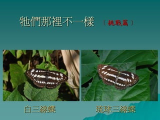 牠們那裡不一樣   ﹝挑戰篇﹞




白三線蝶      琉球三線蝶
 