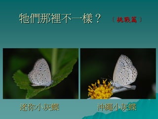 牠們那裡不一樣？   ﹝挑戰篇﹞




迷你小灰蝶   沖繩小灰蝶
 