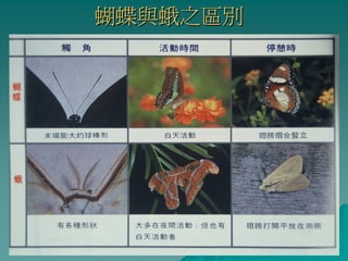 蝴蝶與蛾之區別
 
