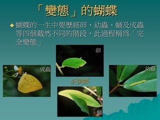 「變態」的蝴蝶
蝴蝶的一生中要歷經卵、幼蟲、蛹及成蟲
等四個截然不同的階段，此過程稱為「完
全變態」
                卵


   成蟲 →                 幼蟲
                    →

          淡黃蝶
     ←              ←




                蛹
 