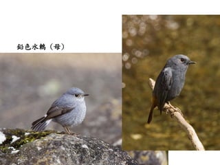 鉛色水鶇 (母)
 
