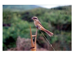 紅尾伯勞陷阱
   鳥仔踏
 