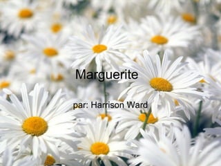Marguerite   par: Harrison Ward 