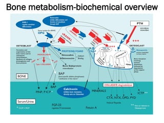 Bone metabolism-biochemical overview
_
 