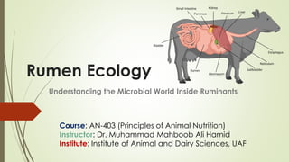 Comprehensive Insights into Rumen Ecology and Microbial Fermentation in ...