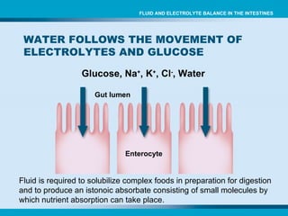 Glucose, Na + , K + , Cl - , Water WATER FOLLOWS THE MOVEMENT OF ELECTROLYTES AND GLUCOSE Gut lumen   Enterocyte FLUID AND ELECTROLYTE BALANCE IN THE INTESTINES Fluid is required to solubilize complex foods in preparation for digestion  and to produce an istonoic absorbate consisting of small molecules by  which nutrient absorption can take place. 
