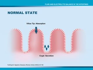 Crypt: Secretion Villus Tip: Absorption Farthing M.  Digestive Diseases (Review Article)  2006;24:47-58 NORMAL STATE FLUID AND ELECTROLYTE BALANCE IN THE INTESTINES 
