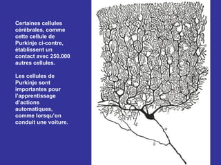 Certaines cellules
cérébrales, comme
cette cellule de
Purkinje ci-contre,
établissent un
contact avec 250.000
autres cellules.

Les cellules de
Purkinje sont
importantes pour
l’apprentissage
d’actions
automatiques,
comme lorsqu’on
conduit une voiture.
 