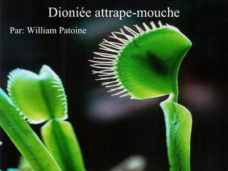 Dioniée attrape-mouche Par: William Patoine 