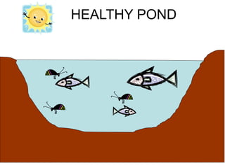 HEALTHY POND
 