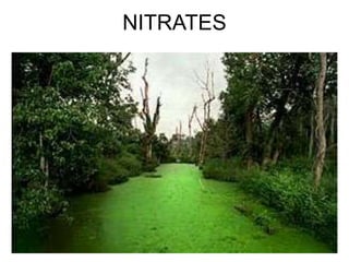 NITRATES
 