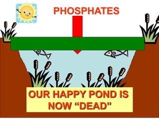 PHOSPHATES
OUR HAPPY POND IS
NOW “DEAD”
 