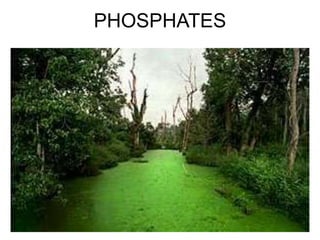 PHOSPHATES
 