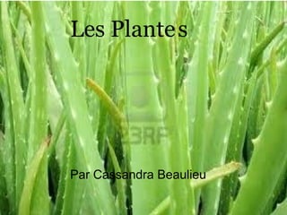 Les Plante   s Par Cassandra Beaulieu 