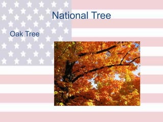 National Tree
Oak Tree
 