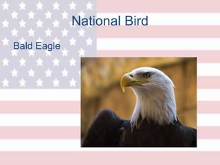 National Bird
Bald Eagle
 