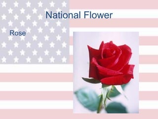 National Flower
Rose
 