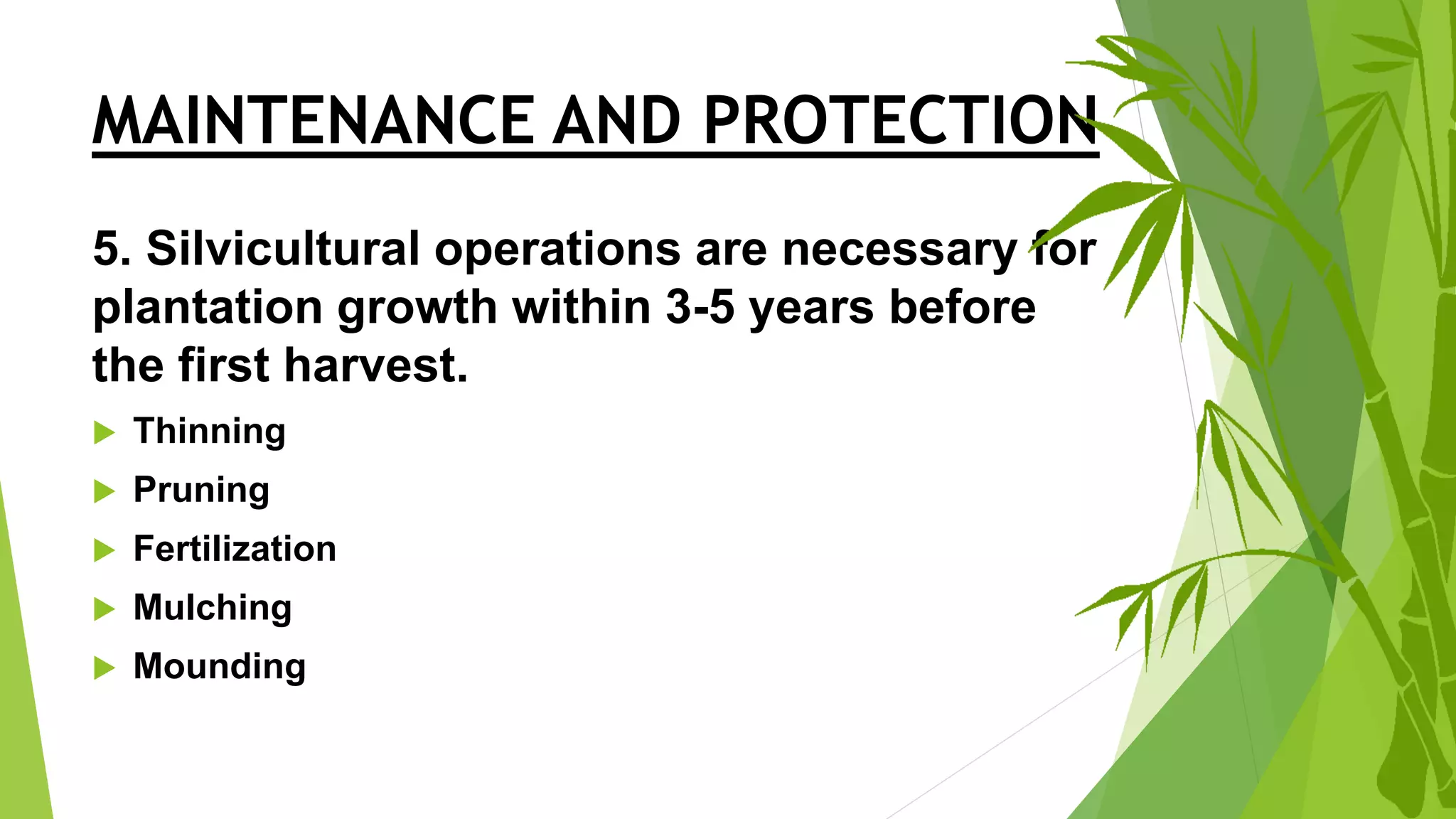 bamboo-plantation-establishment-and-management-pptx